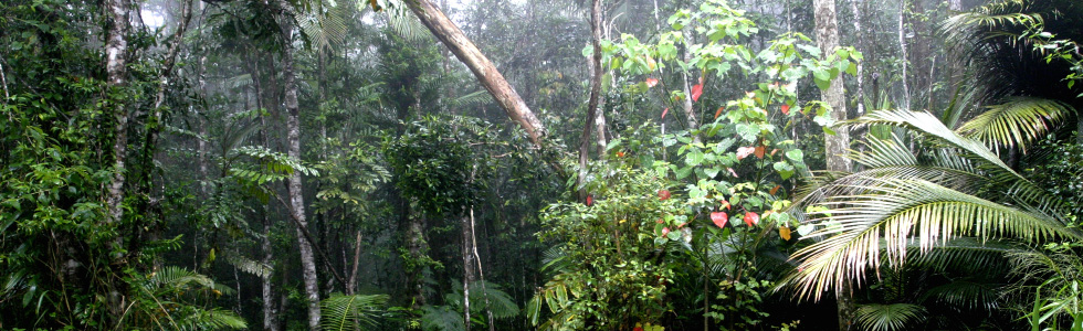 Rainforest-Tours-Cairns-Rainforest